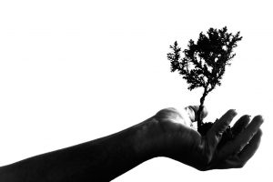 Black and white photo of a hand holding an upright tree branch in a small pile of soil